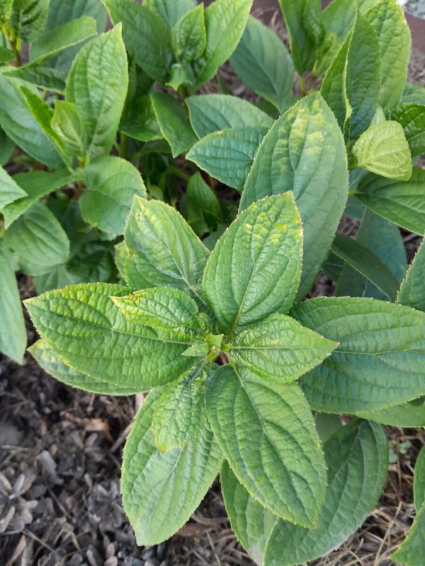 Как помочь растениям восстановиться после майских холодов