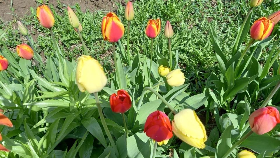 Как мульчирование трансформирует клумбы с тюльпанами: секрет успешного цветения