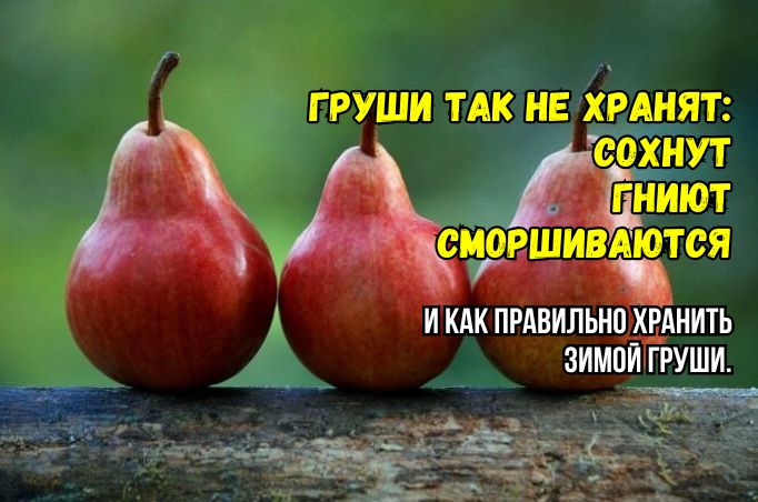 Зимние груши: три распространенные ошибки хранения и секреты их долгого сохранения