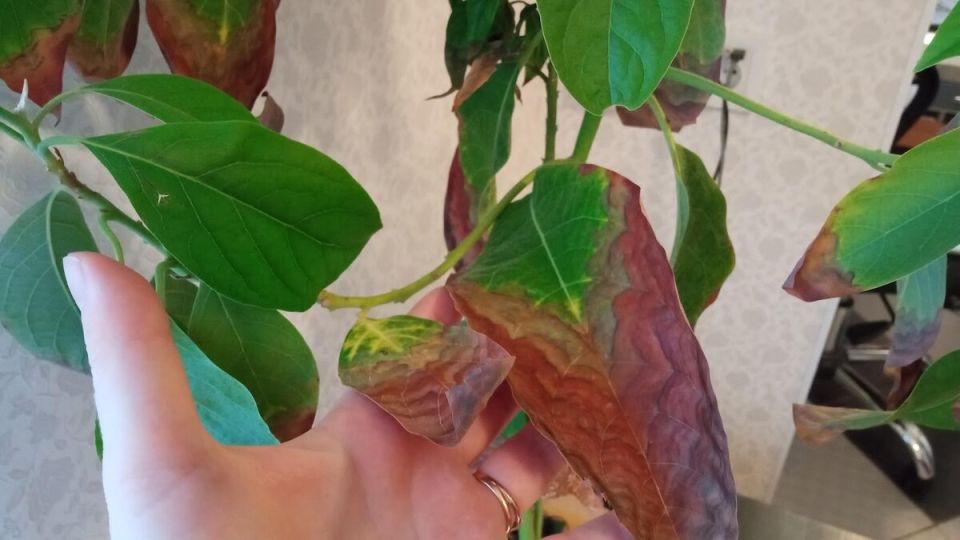 Как избежать неловких моментов перед гостями: полезные советы для идеального приема