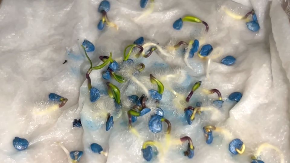 Увеличьте всхожесть семян: доступный раствор для активизации роста