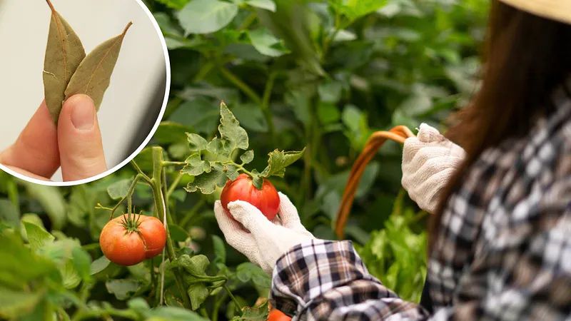 Секреты успешного урожая: натуральное удобрение для томатов и огурцов