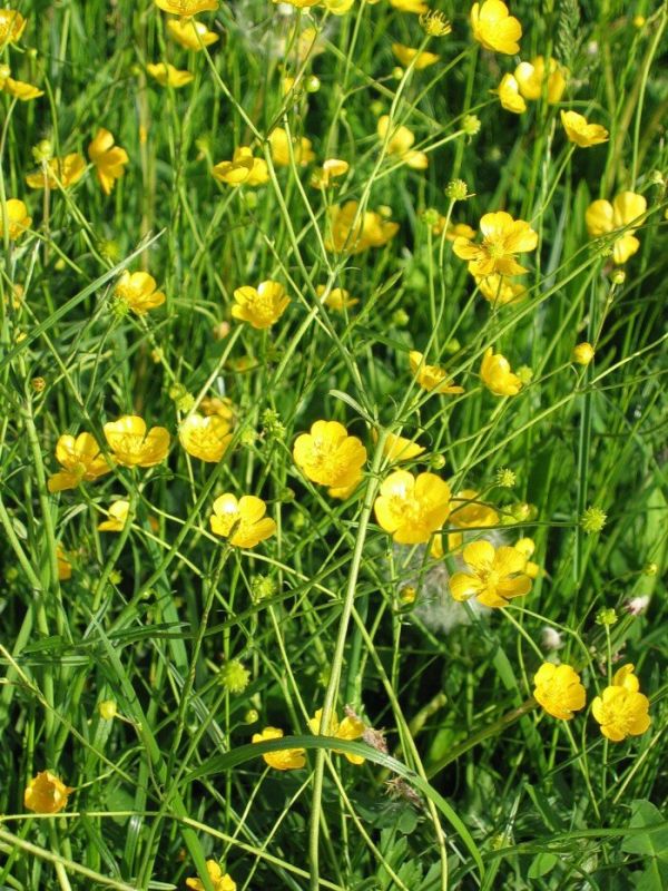 Опасные красавцы: четыре растения с ядом, которых стоит избегать