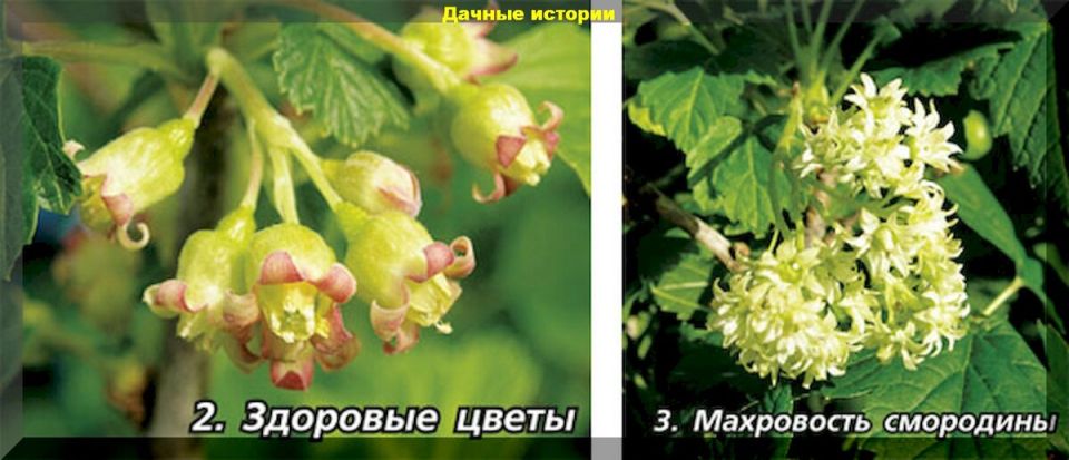 Как спасти смородину от махровости: секреты защиты с димексидом