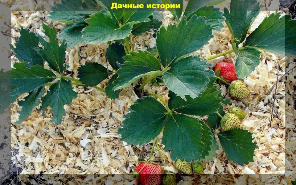 Как успешно использовать опилки в саду: секреты агрономов