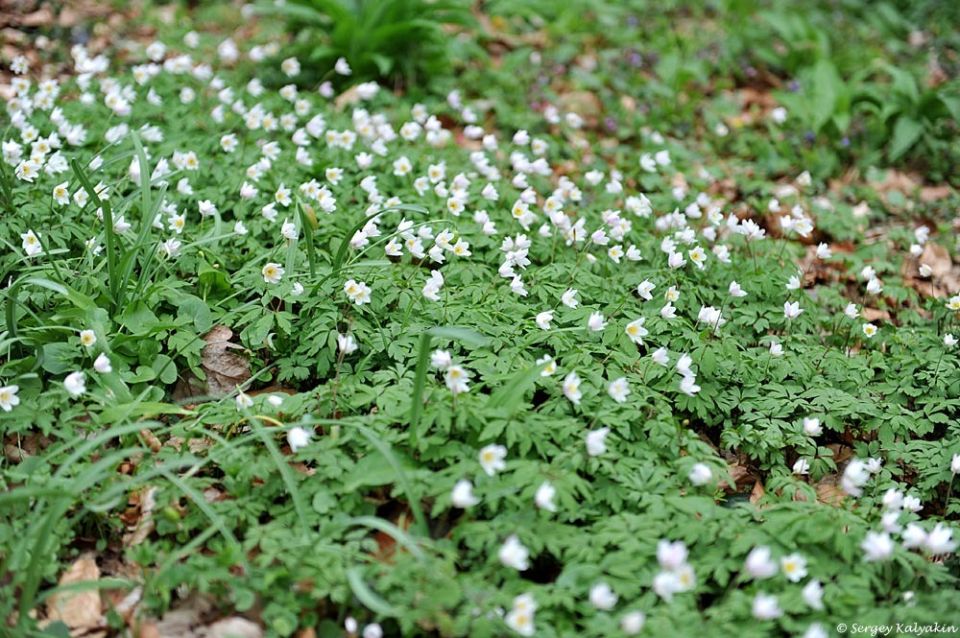 Секреты весеннего цветения: как анемоны могут преобразить ваш сад
