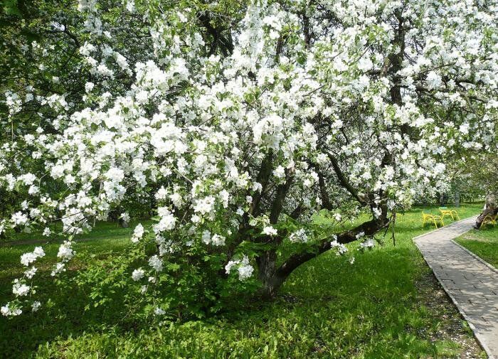 Как весной подкормить яблони для богатого урожая