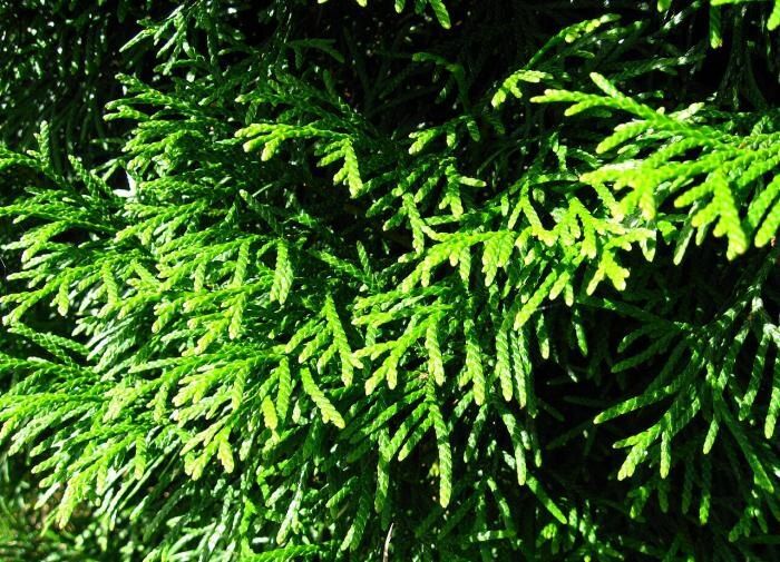 Как ухаживать за туей: секреты для великолепной зелени в вашем саду