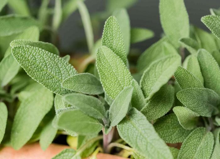 Шалфей: секреты успешного выращивания и ухода за уникальным растением