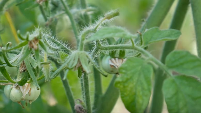 Как побороть стерильную пыльцу томатов в зной — советы тепличников