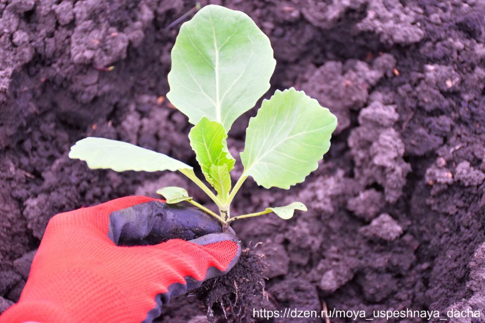 Как вырастить капусту без лишних хлопот: секреты простого посева семян