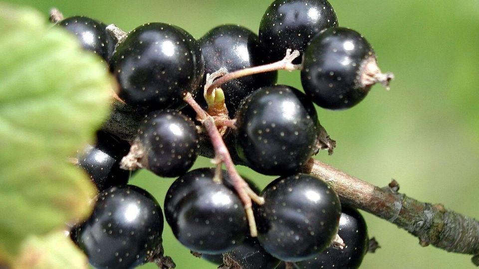 Смородина: секреты успешного размножения отводками