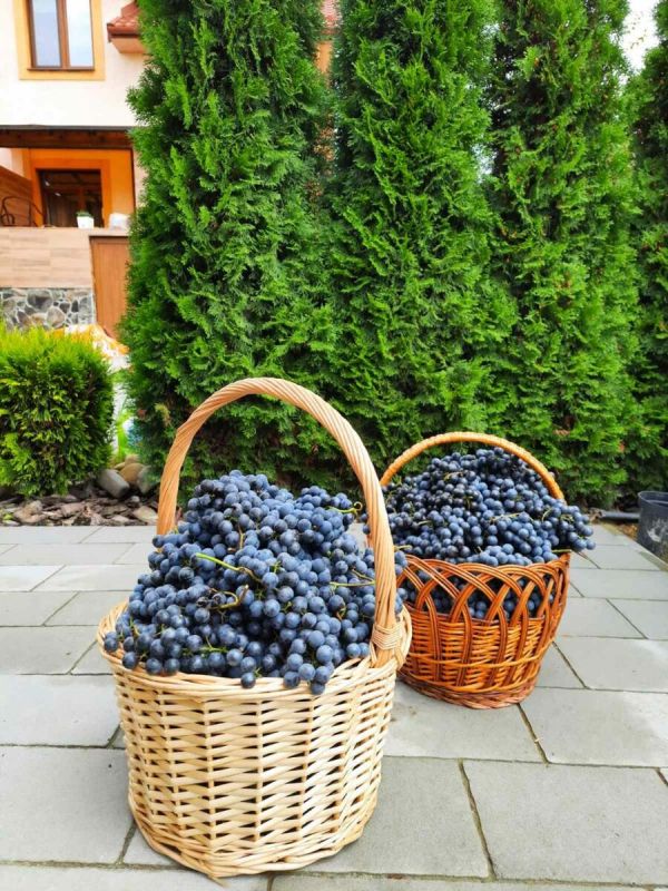 Новый курс для дачников