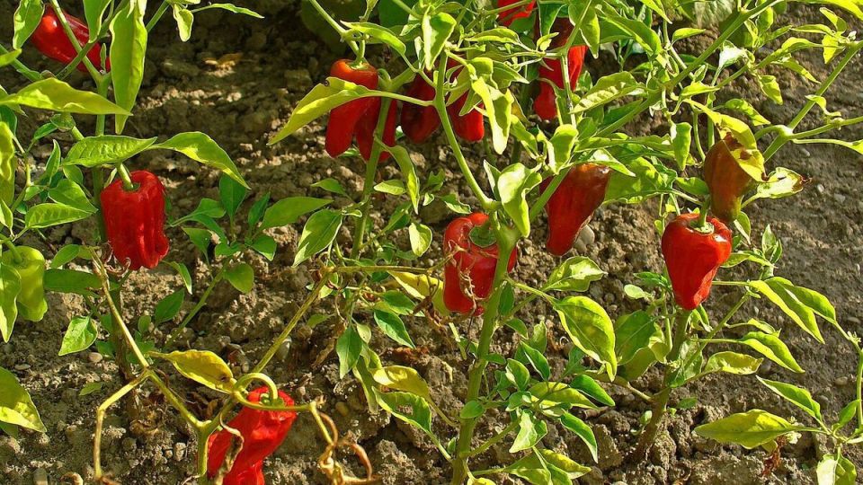 Как выбрать идеальный сорт перца для вашего участка: советы и секреты