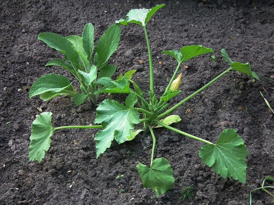 Как вырастить богатый урожай кабачков: секреты опытных огородников