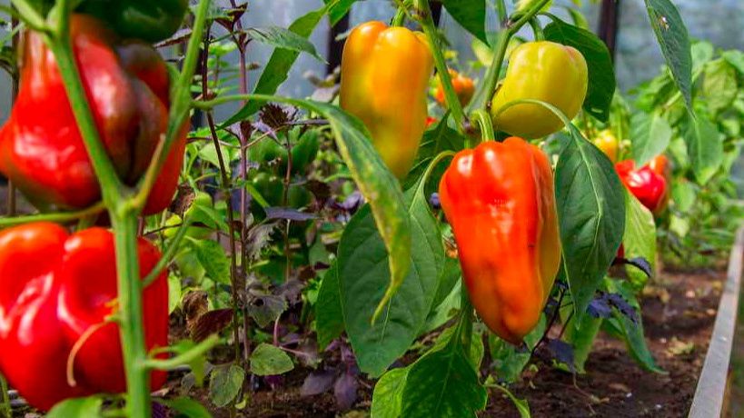 Как правильно подкармливать перцы в июне для богатого урожая