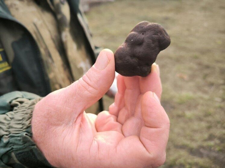 Собиратели грибов порадовали удачей