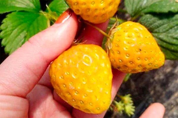 Все о желтой клубнике: особенности и популярные сорта