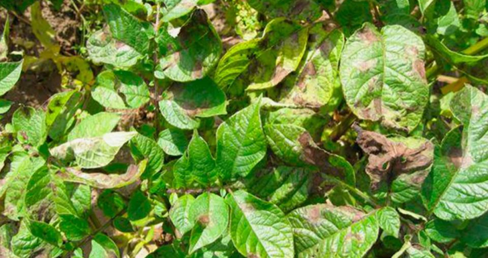 Как эффективно защитить картофель от фитофторы в 2025 году: проверенные советы и методы