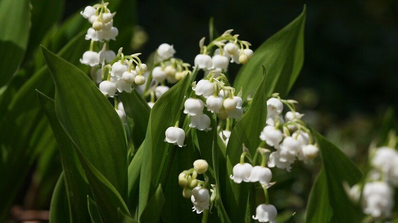 Цветы-герои: как сделать вашу клумбу красивой и защитить ее от сорняков