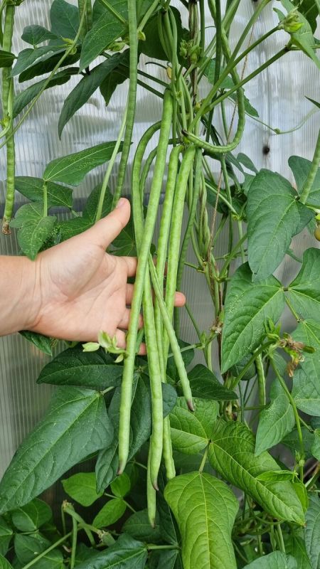 Коровий горох: открываем мир фасоли Вигна