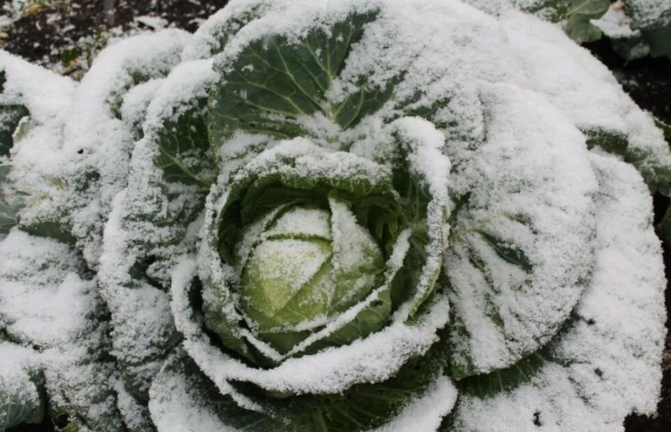 Как правильно собирать капусту перед зимой: советы для садоводов