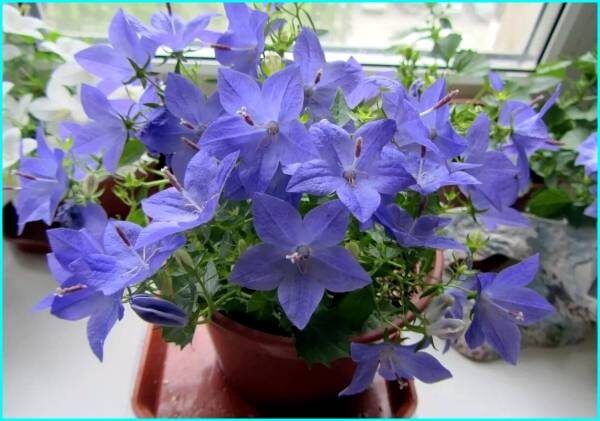 Кампанула: как вырастить цветок, который украсит ваш дом