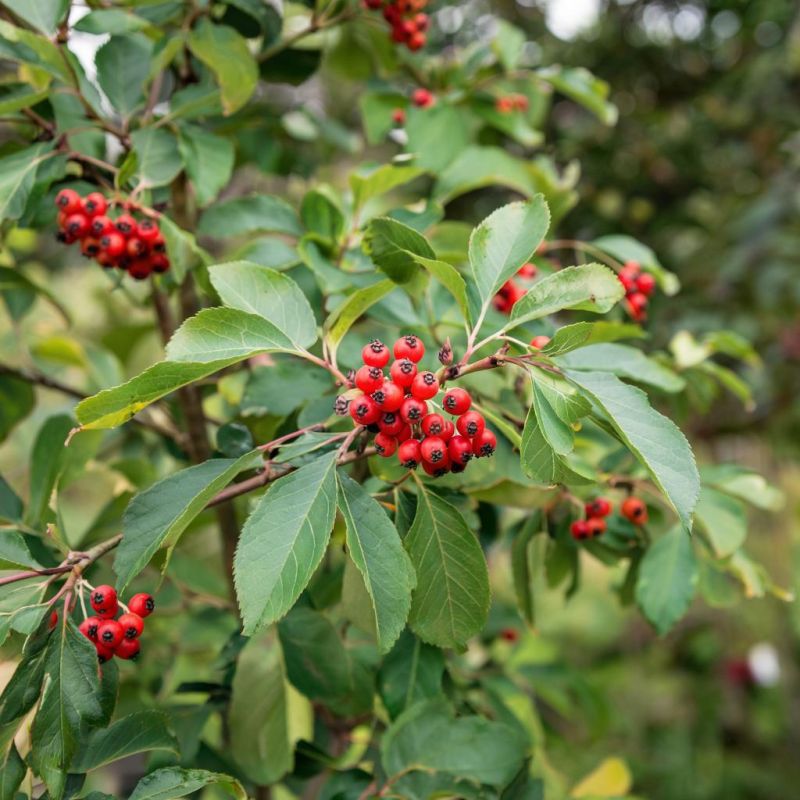 Рябина в огороде: неприметный помощник, который приносит пользу и красоту