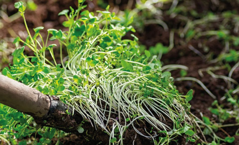 Сидераты на зиму: закапывать или оставлять под снегом?