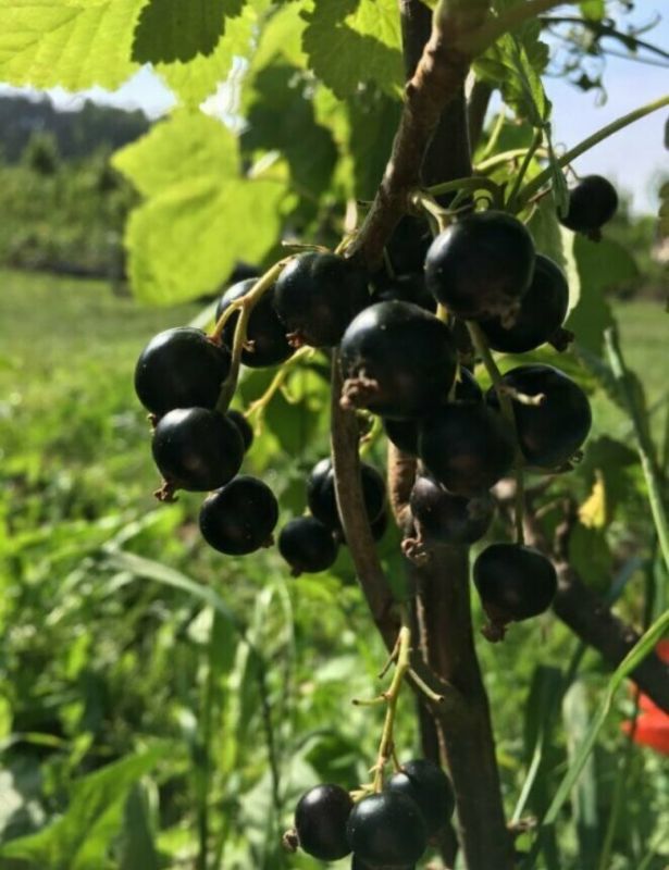 Осенние секреты: как подготовить смородину к зиме для большего урожая