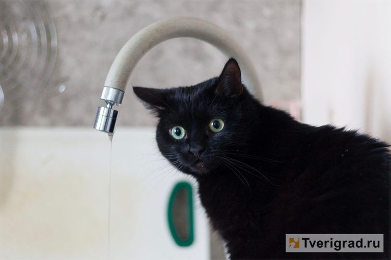 В России предлагаются новые правила для домашних животных: ограничения на их количество в квартирах