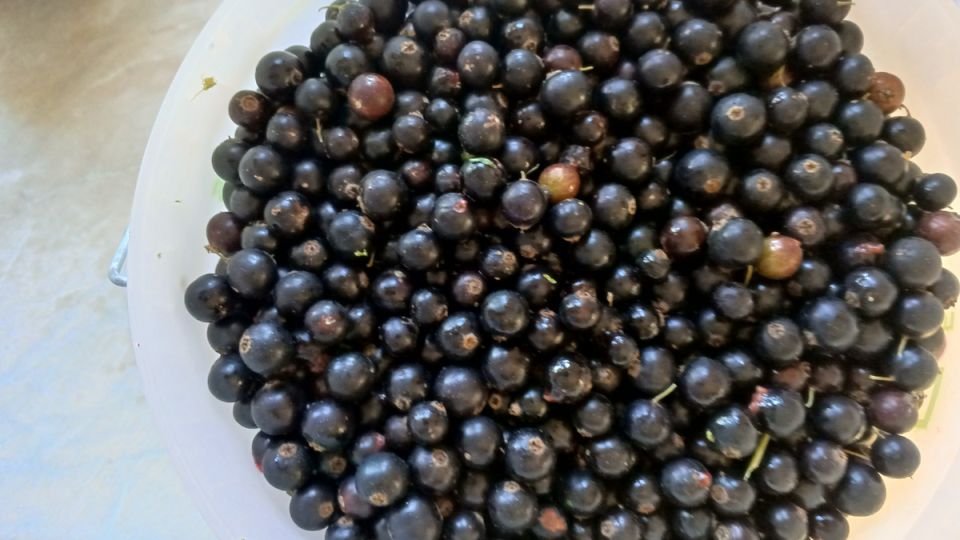 Почему у дачников в 2025 году не хватает ягод: неожиданные обстоятельства