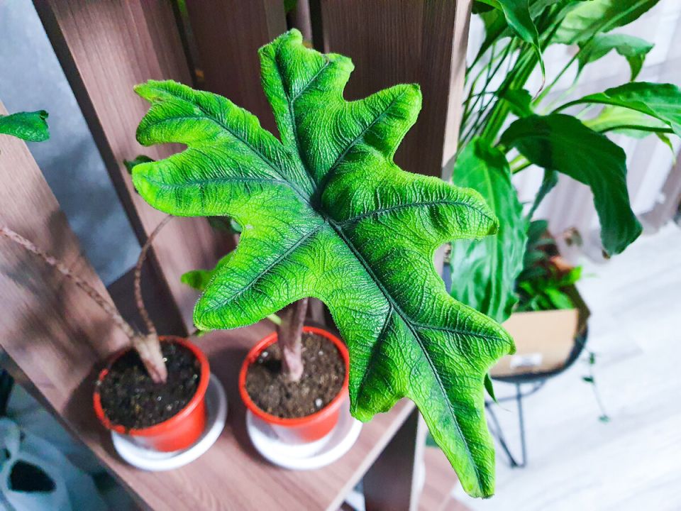 Новая алоказия: Как страсть к растениям превратилась в экстренное приключение