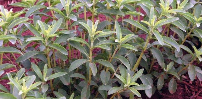 Стевия: идеальный заменитель сахара, который можно вырастить в своем саду