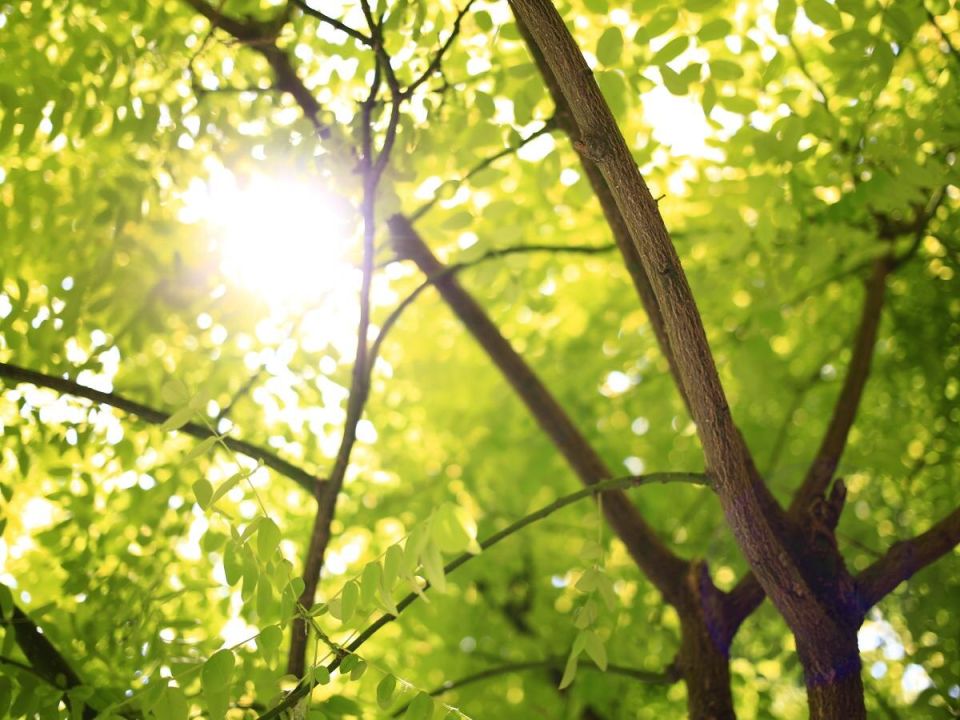 Спасение растений с помощью апельсиновой корки