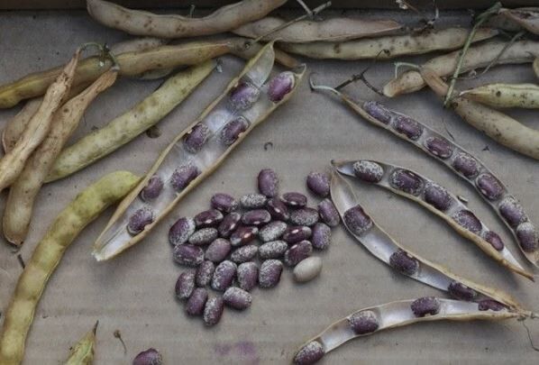 Советы по уборке фасоли для долговременного хранения