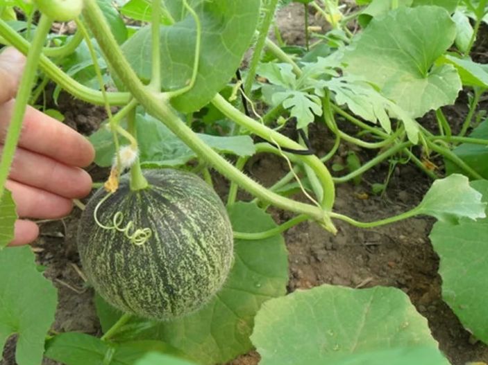 Как вырастить тыквы: три ключевых условия для успеха