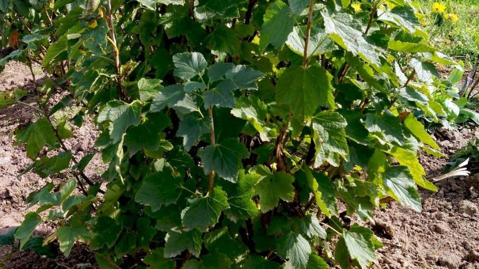 Как вернуть смородине здоровье всего за месяц с помощью простых натуральных средств