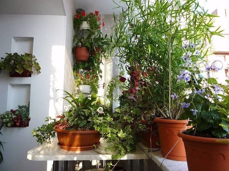 Летние советы для успешного комнатного цветоводства: как сохранить зелень в жару