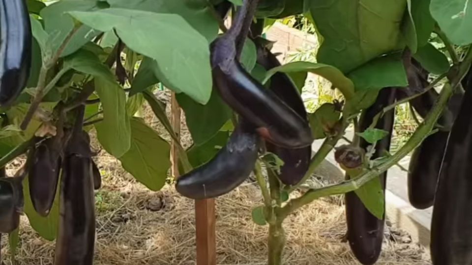 Выращивание рассады баклажанов: секреты успеха и богатого урожая