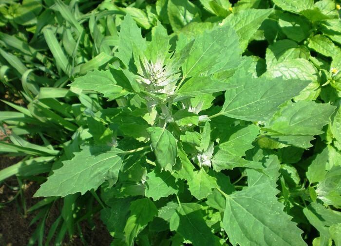 Как эффективно защитить свой огород от сорняков: секрет мульчирования