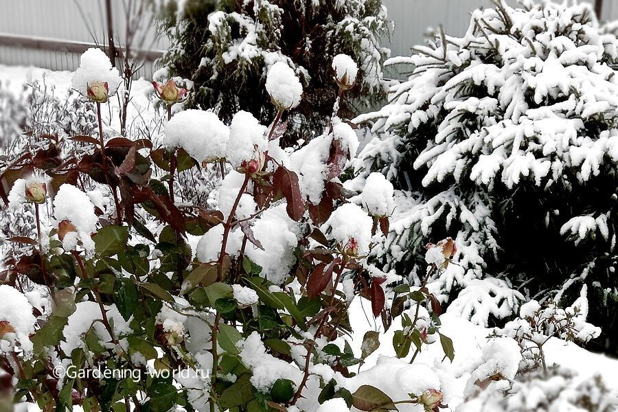 Как правильно укрыть розы на зиму: советы по безопасности и уходу