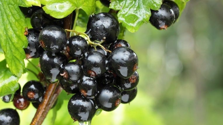 Как картофельные очистки могут увеличить урожай смородины в три раза без химии