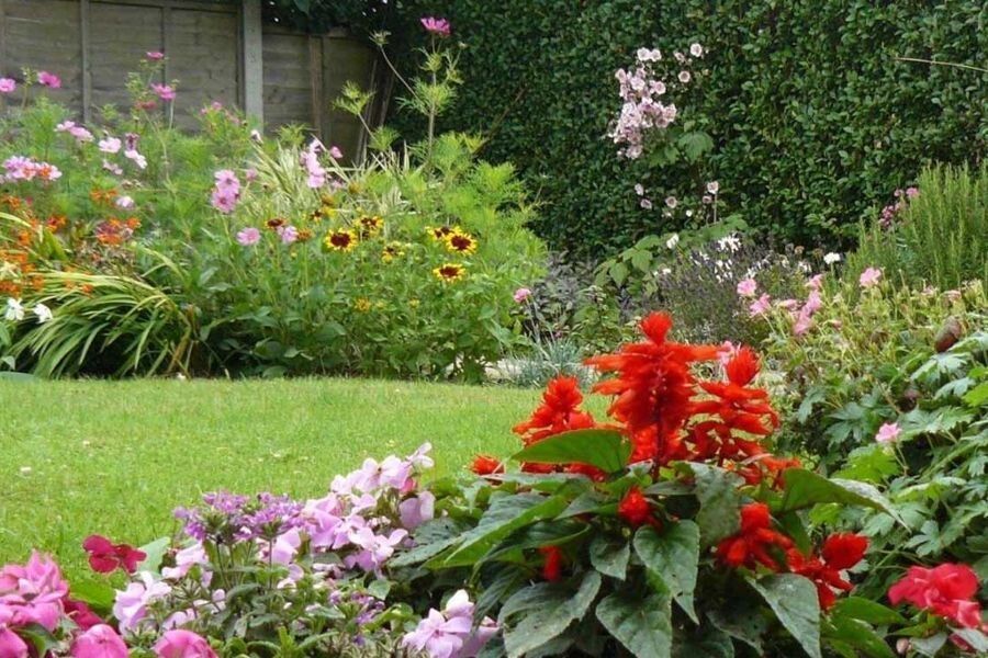 Как создать цветущий сад: 10 лучших многолетников для вашего участка