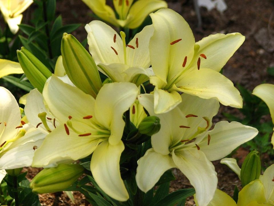 Июль: время заботы о лилиях для яркого цветения в 2026 году