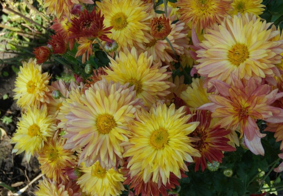 Умелое планирование участка: как совместить сад, огород и цветы