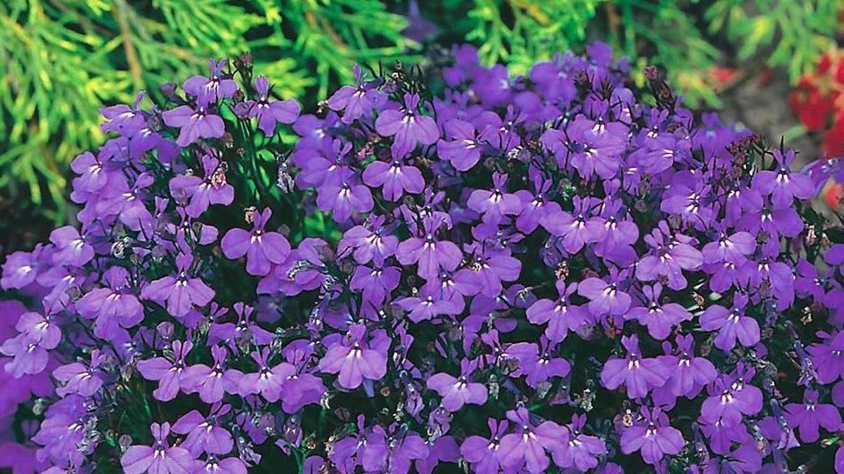 Как вырастить лобелию без пересадки и получить удивительное цветение