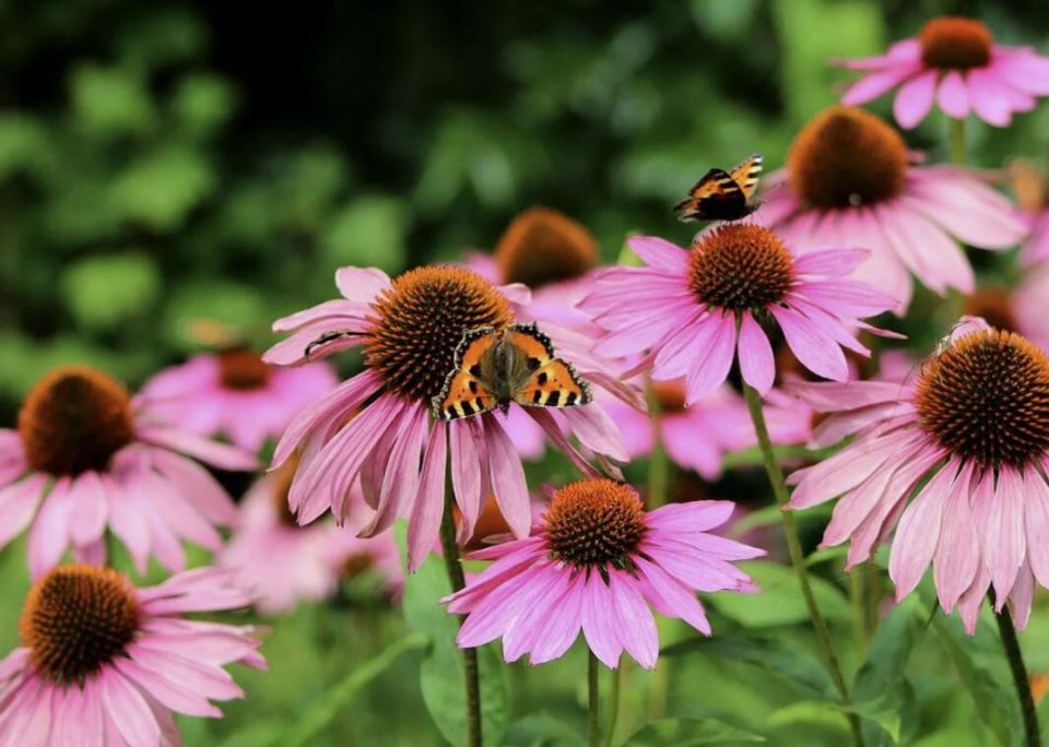 Эхинацея: яркие цветы с природной силой для вашего сада