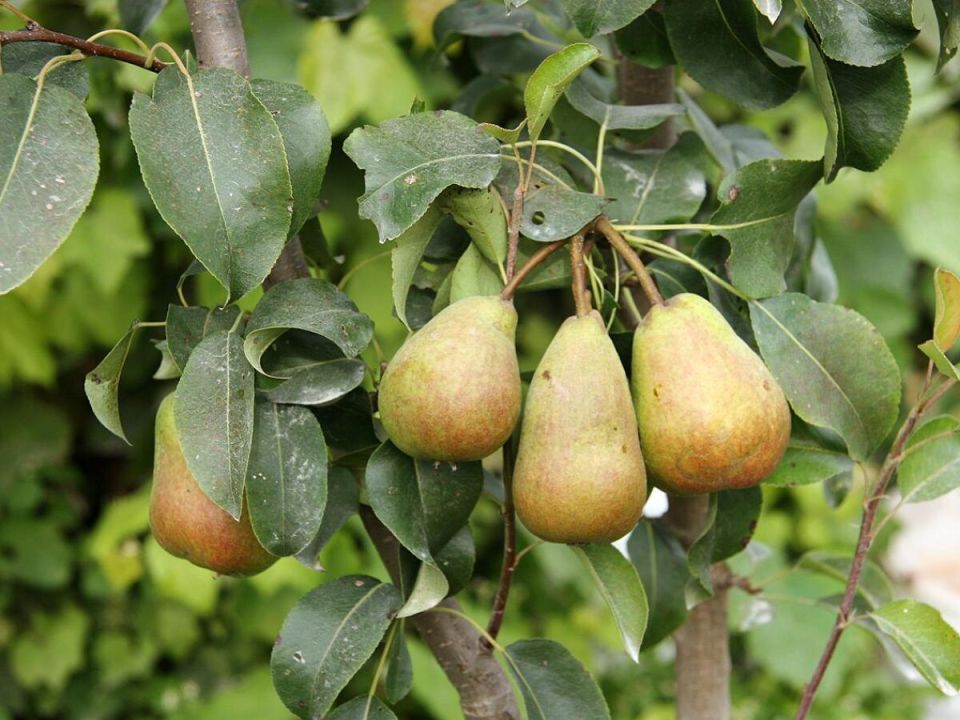 Секреты быстрого урожая: правильный подход к посадке груши