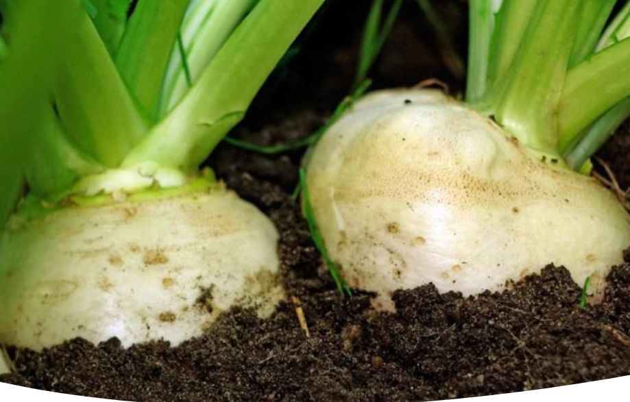 Как вырастить сладкую репку: полное руководство для огородников